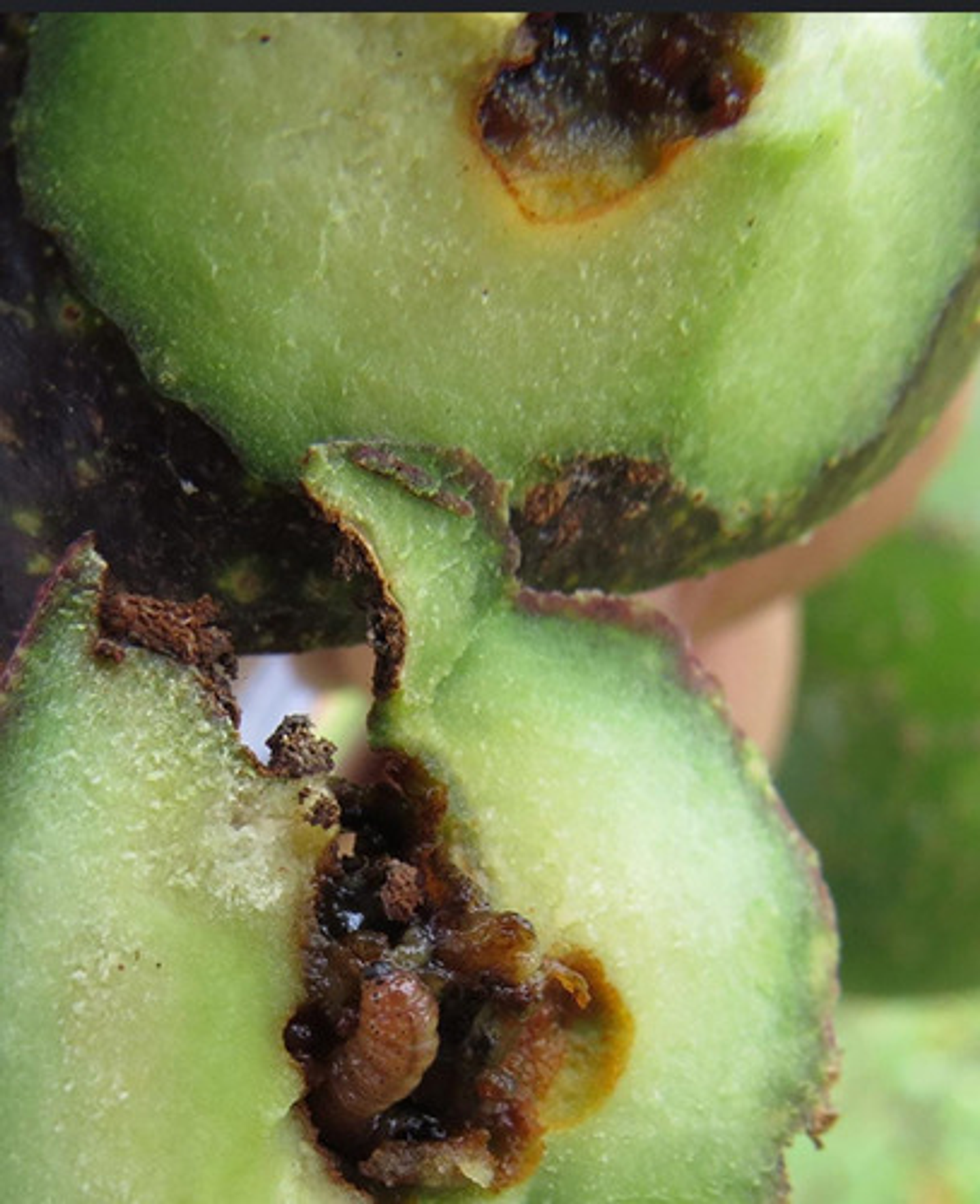 Cyper Cipermetrina X 250cc 5