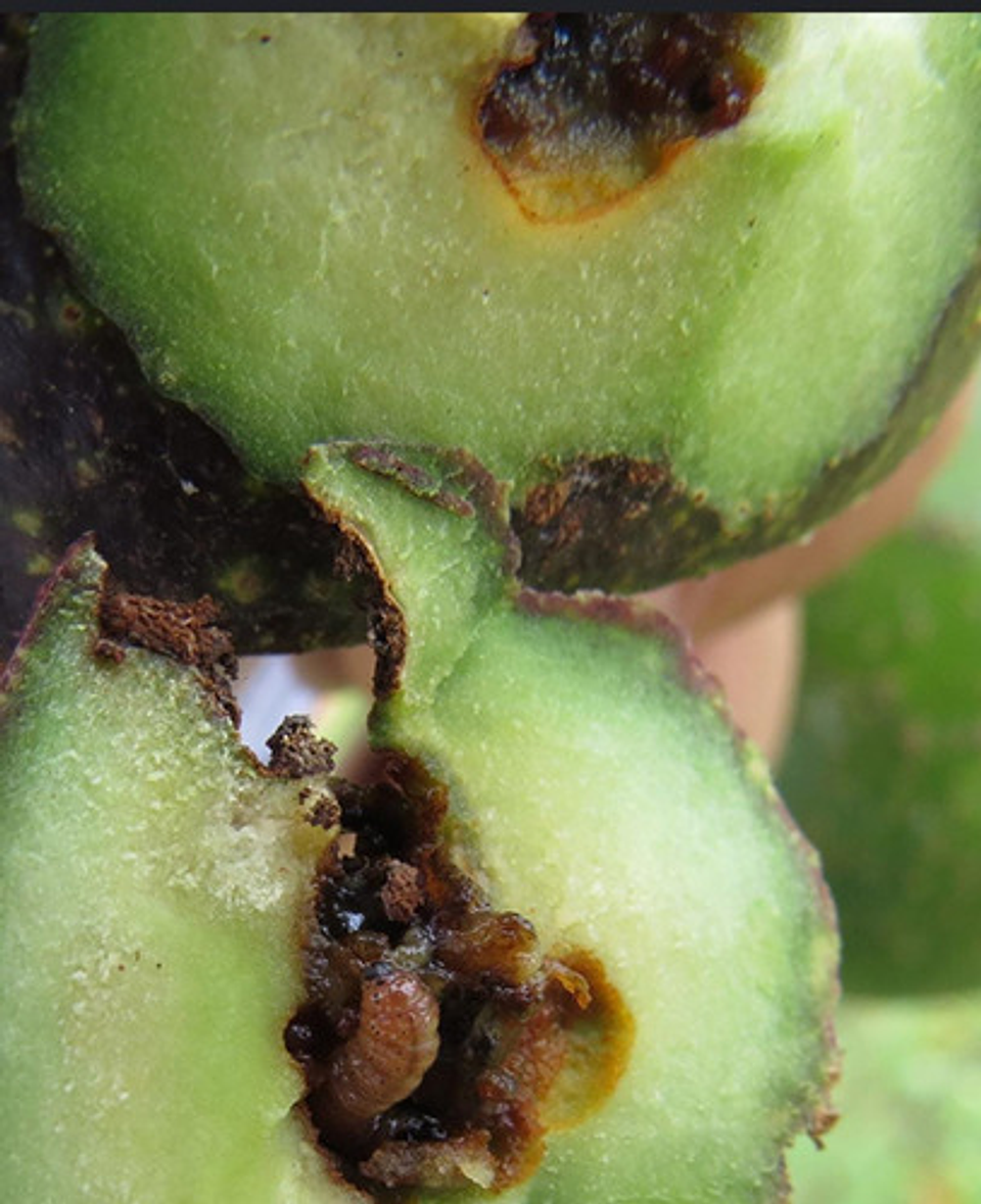 Cyper Cipermetrina X 250cc 5