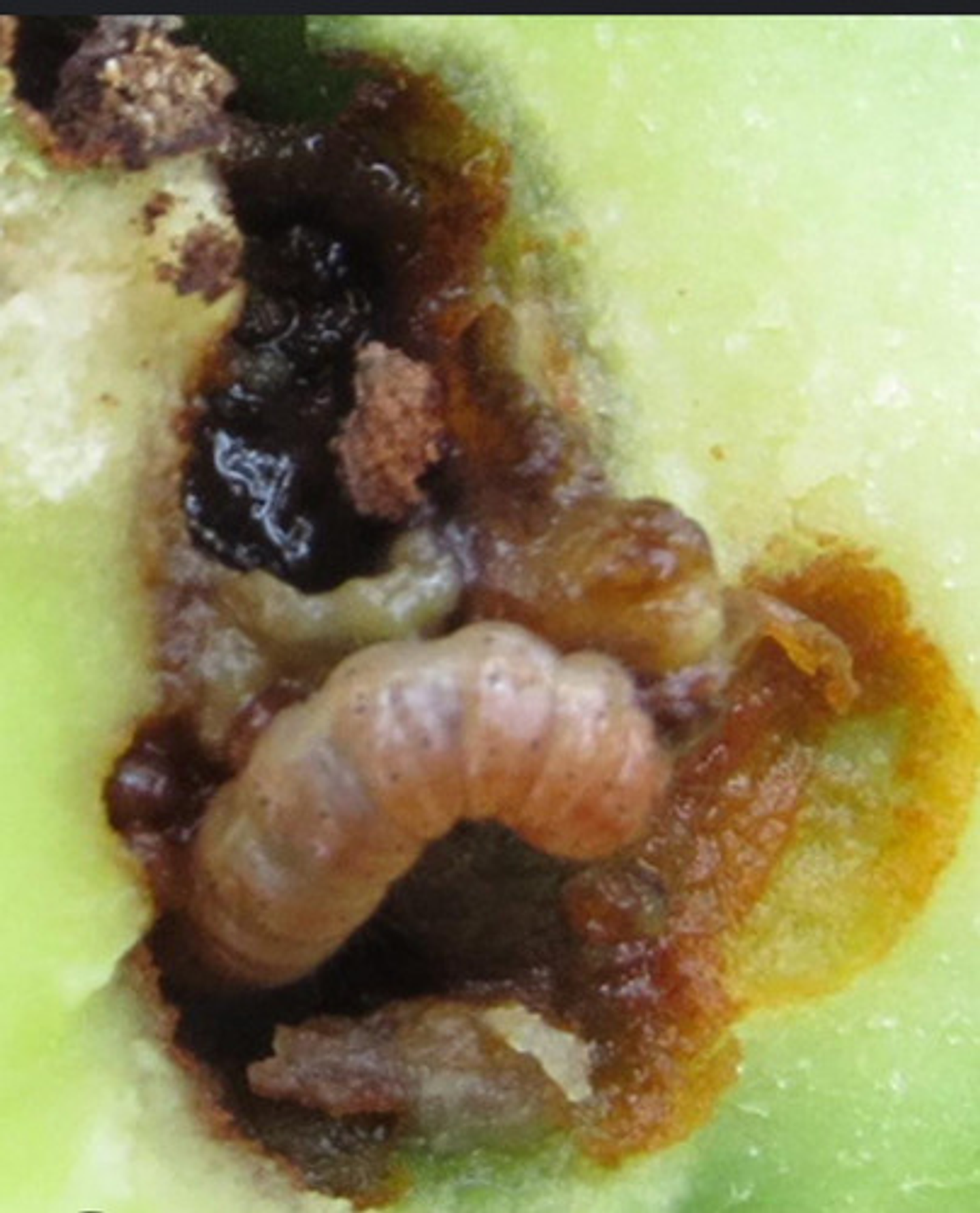 Cyper Cipermetrina X 250cc 6