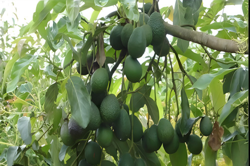 YaraVita Frutel Cuajado Y Llenado De Frutos X Litro | Agrosamario 3