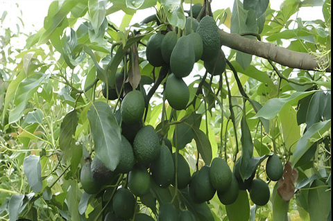 Yaravita Frutel Cuajado Y Llenado De Frutos X Litro