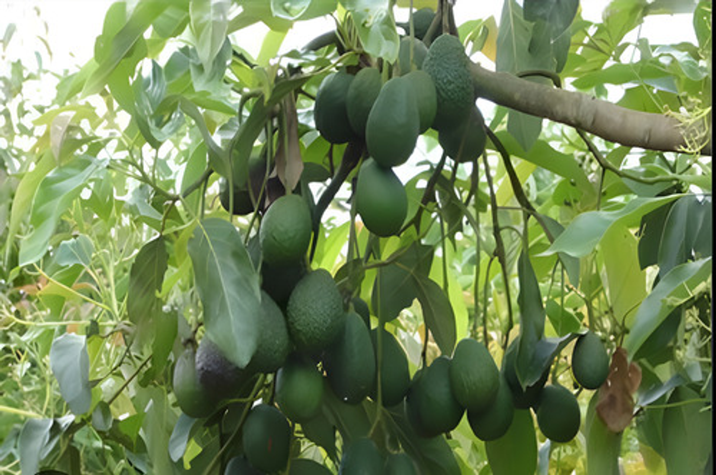 Yaravita Frutel Cuajado Y Llenado De Frutos X Litro 2