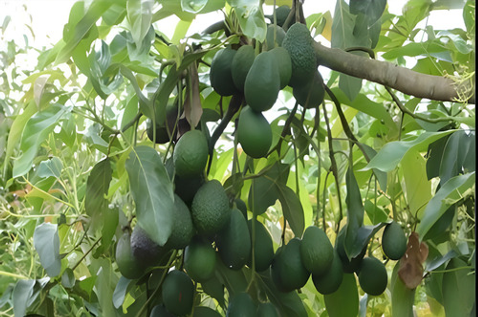 Yaravita Frutel Cuajado Y Llenado De Frutos X Litro 2