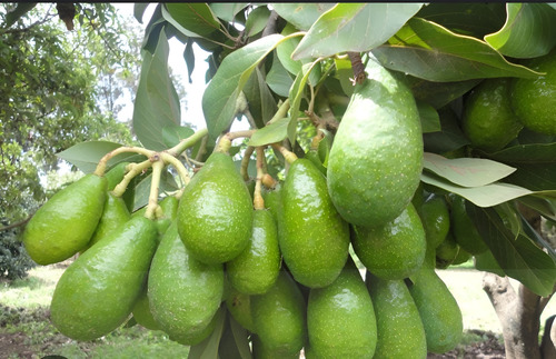 YaraVita Frutel Cuajado Y Llenado De Frutos X Litro | Agrosamario 4