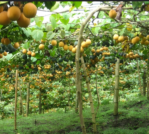 YaraVita Frutel Cuajado Y Llenado De Frutos X Litro | Agrosamario 5