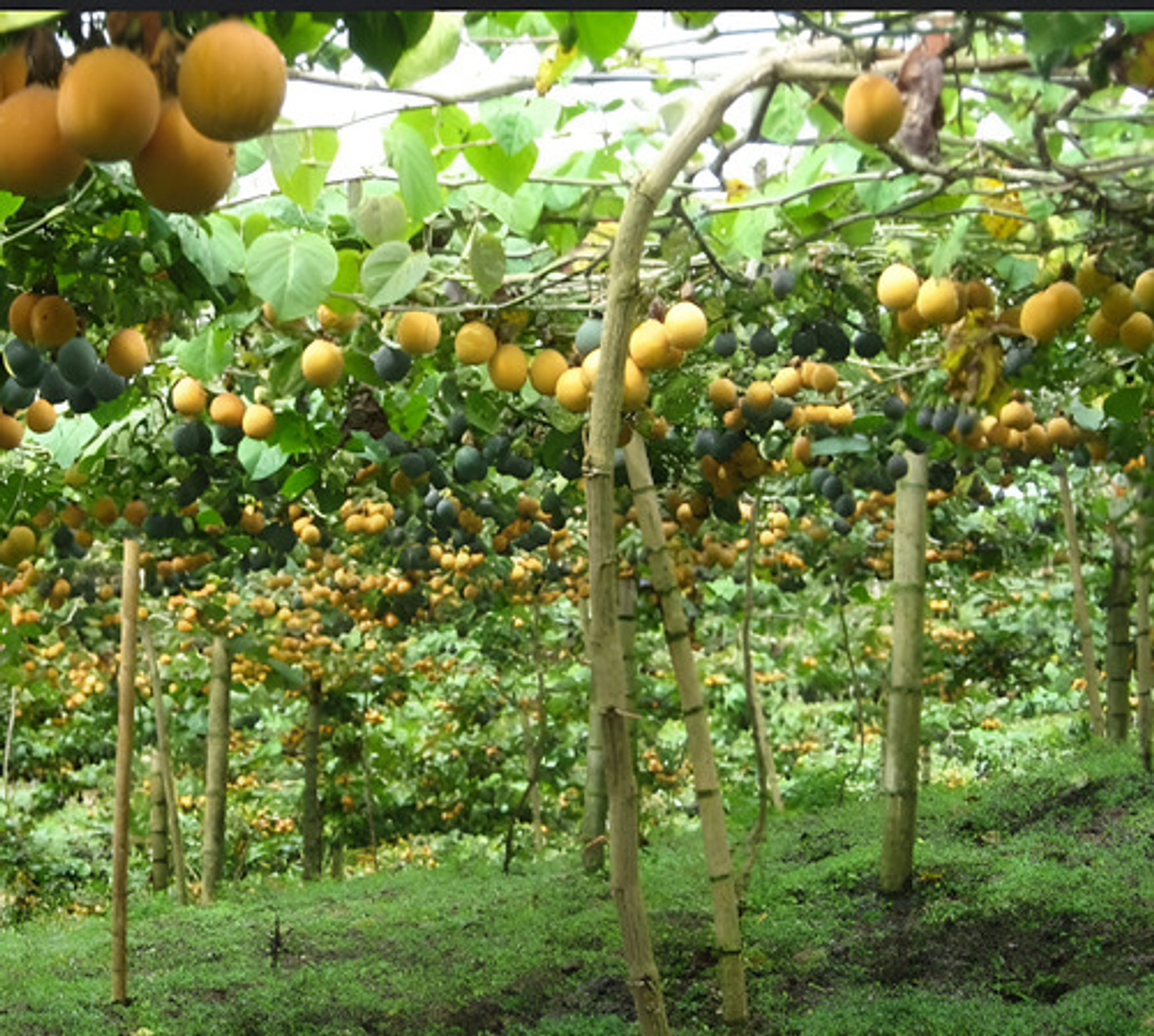 Yaravita Frutel Cuajado Y Llenado De Frutos X Litro 4