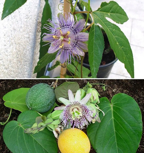 Yaravita  Crop Boost  X Lt Fertilizante 2