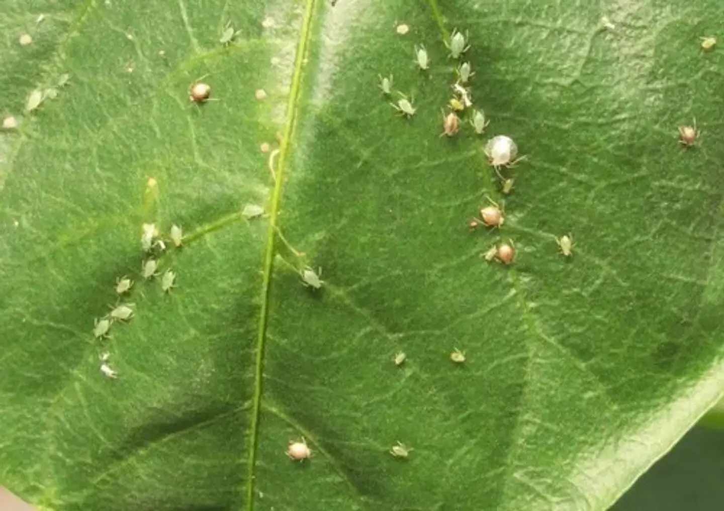 Control Plagas Orgánico Alisin (Ajo y Ají) x 250cc - 1 Litro | Agrosamario 4