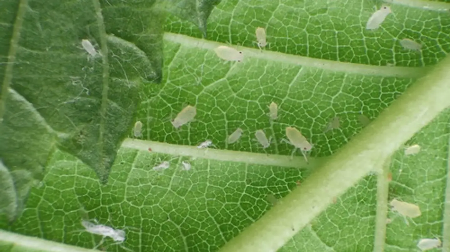 Control Plagas Orgánico Alisin (Ajo y Ají) x 250cc - 1 Litro | Agrosamario 5