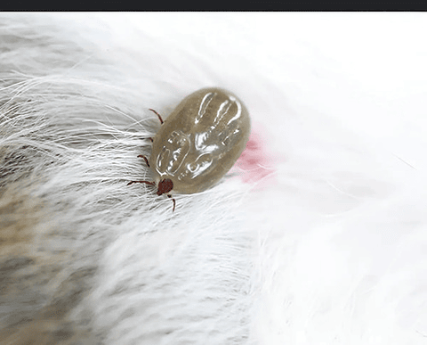 Nexamitraz 20.8% X Lt Amitraz