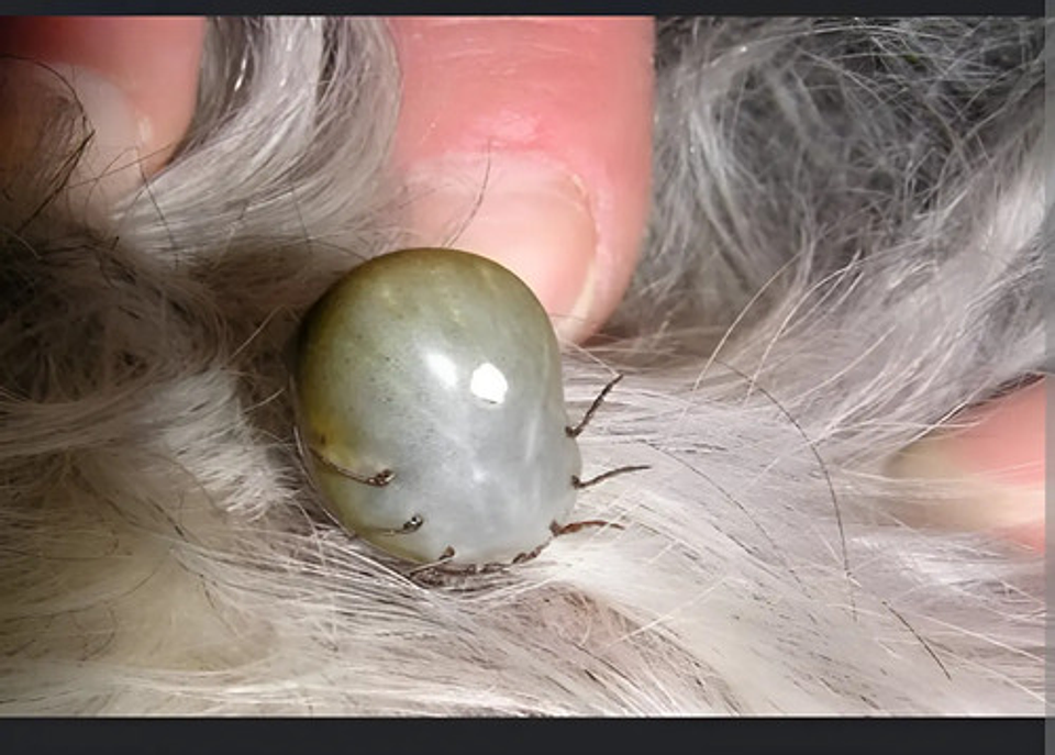 Nexamitraz 20.8% X Lt Amitraz 3