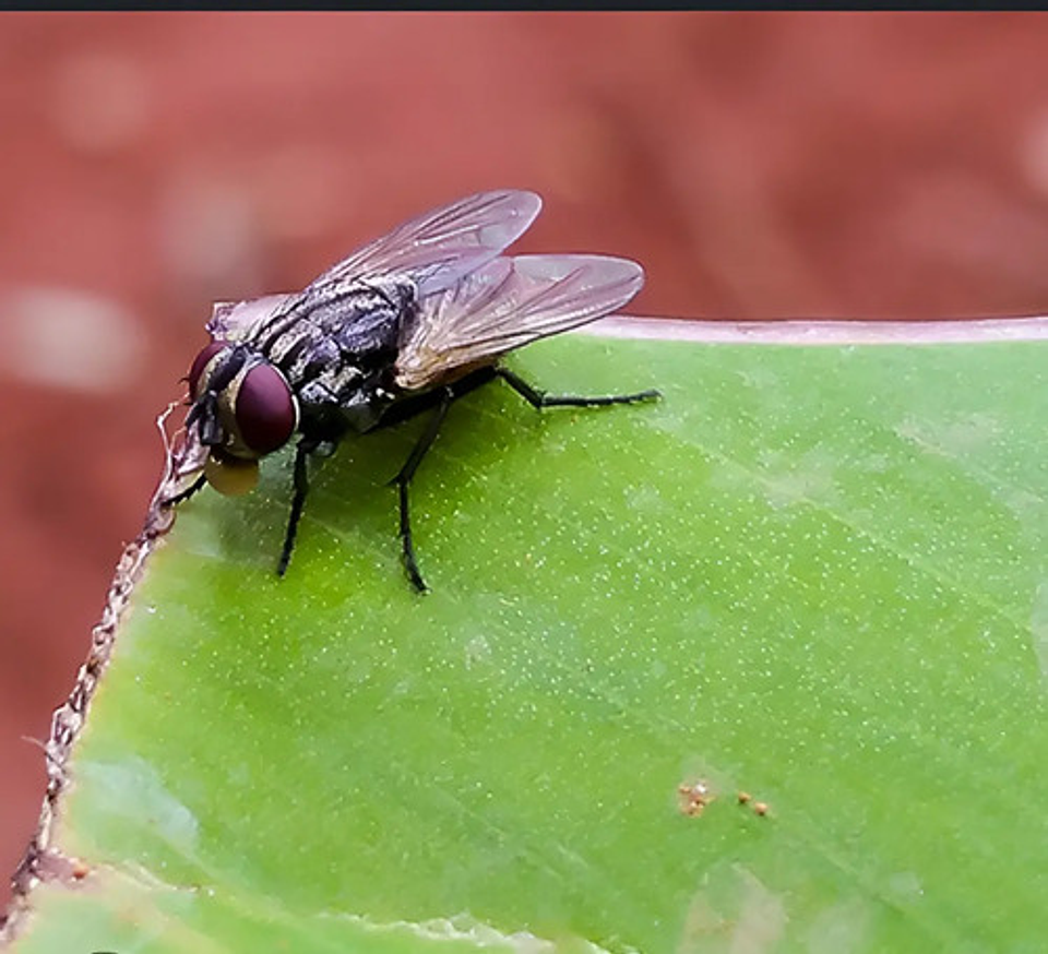 Nexamitraz 20.8% X Lt Amitraz 4