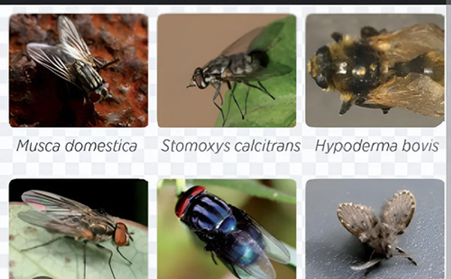 Nexamitraz 20.8% X Lt Amitraz 5