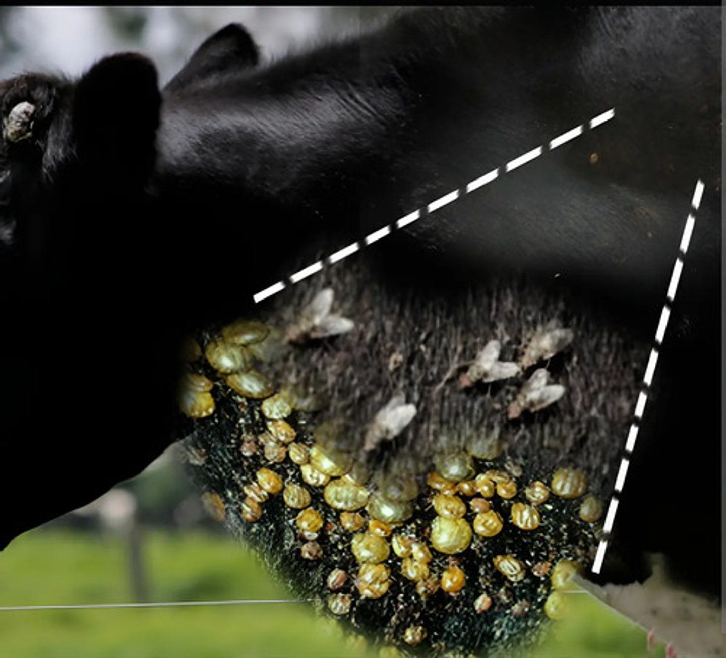 Nexamitraz 20.8% X Lt Amitraz 6