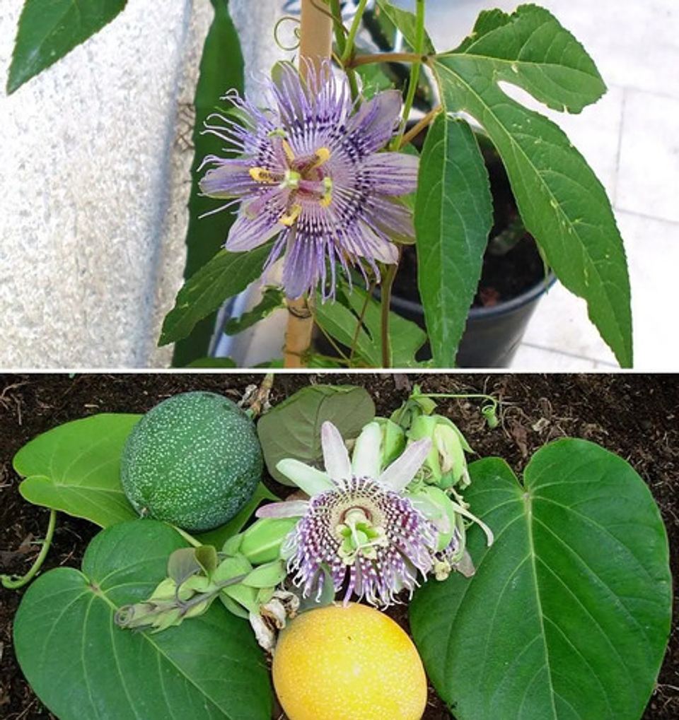 Yaravita  Zintrac  X  Lt Fertilizante 2