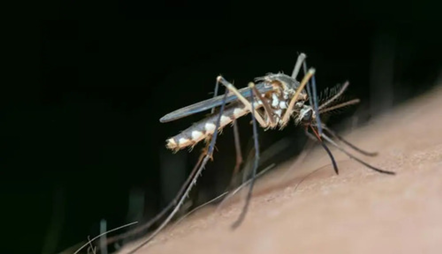 Cipermetrina 2.5 Hawker Salud Publica   50 Ml + Atomizador 3