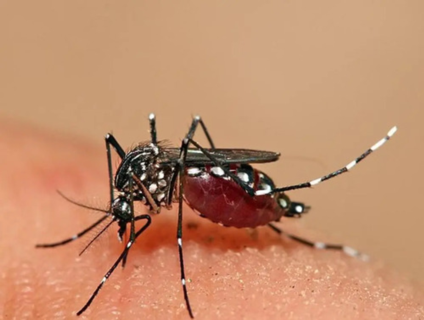 Cipermetrina 2.5 Hawker Salud Publica   50 Ml + Atomizador 4