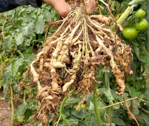 Verango Prime Bayer | Control de Nematodos en Frutales | 200cc - 1L | Agrosamario 3