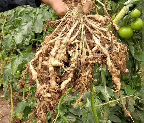 Verango Prime Bayer  Control Nematodos Frutales   X 200 Cc