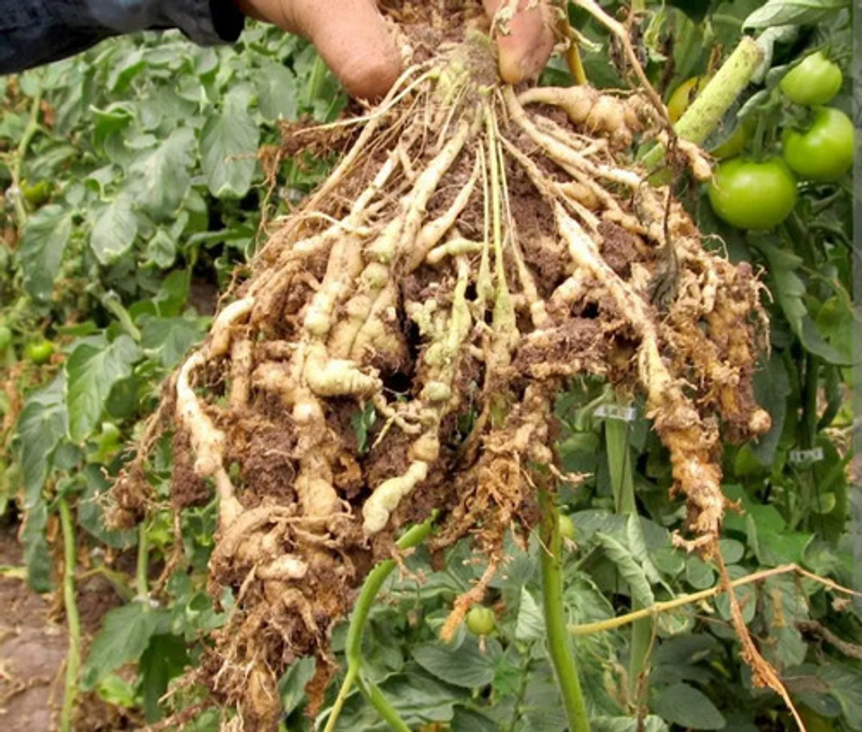 Verango Prime Bayer  Control Nematodos Frutales   X 200 Cc 2