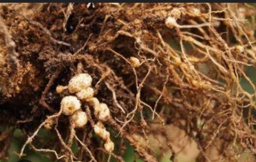 Verango Prime Bayer | Control de Nematodos en Frutales | 200cc - 1L | Agrosamario 4