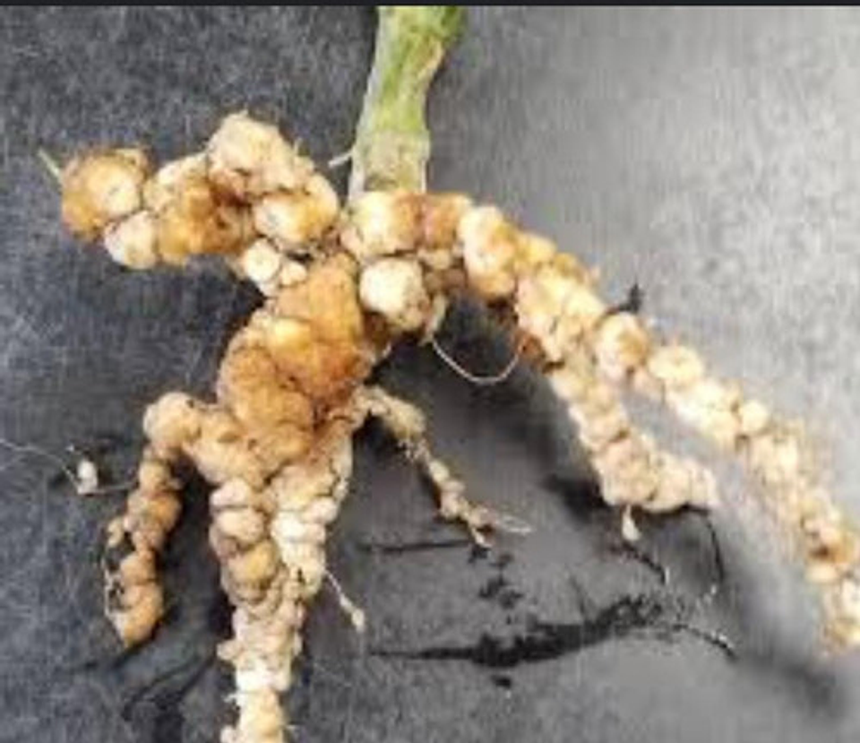 Verango Prime Bayer  Control Nematodos Frutales   X 200 Cc 4