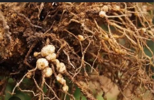Verango Prime Bayer | Control de Nematodos en Frutales | 200cc - 1L | Agrosamario 6
