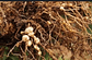 Verango Prime Bayer  Control Nematodos Frutales   X 200 Cc - Miniatura 5