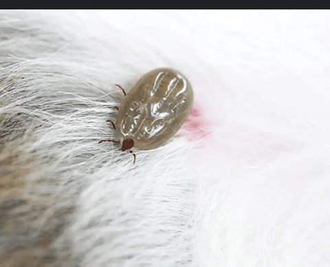 Amitraz Garrapaticida 100 Ml