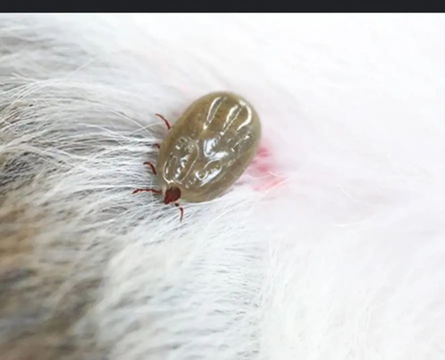 Amitraz Garrapaticida 100 Ml 2