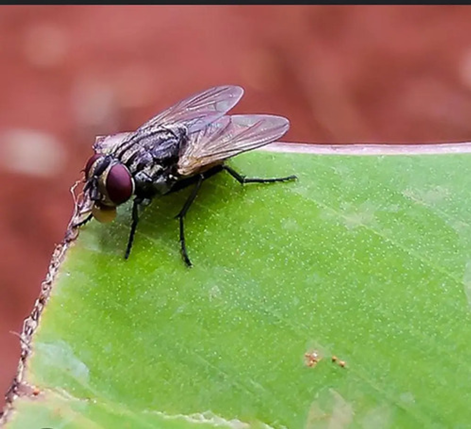 Amitraz Garrapaticida 100 Ml 4