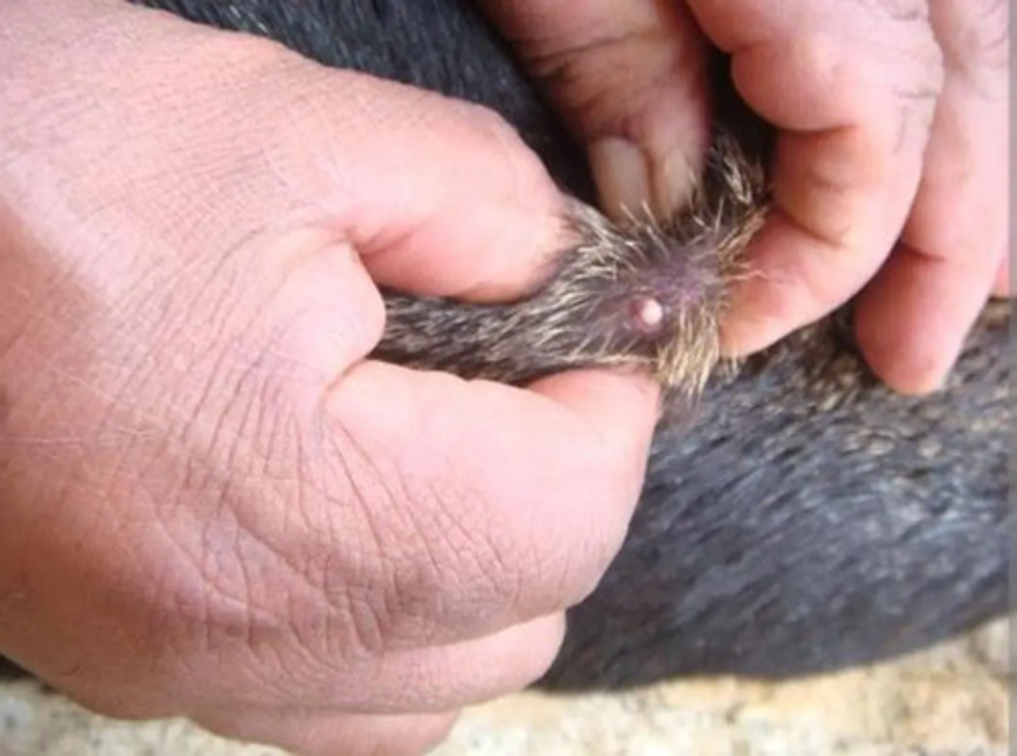 Curagan 375ml Larvicida-lepecid 6