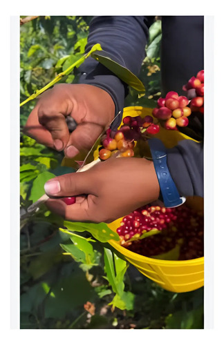 Canasto Recolector de Café Imusa - Flexible y Resistente | Agrosamario 3
