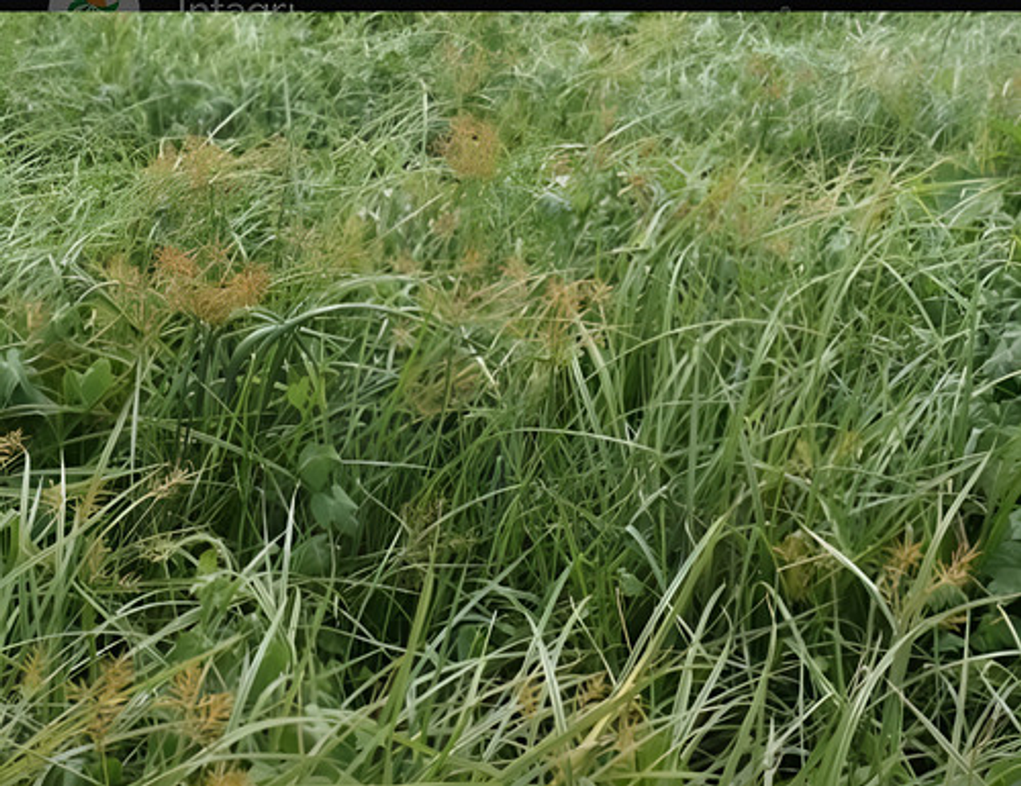 Tuttela Control Coquito Y Cortaderas Para 200litros X 100 Gr 5