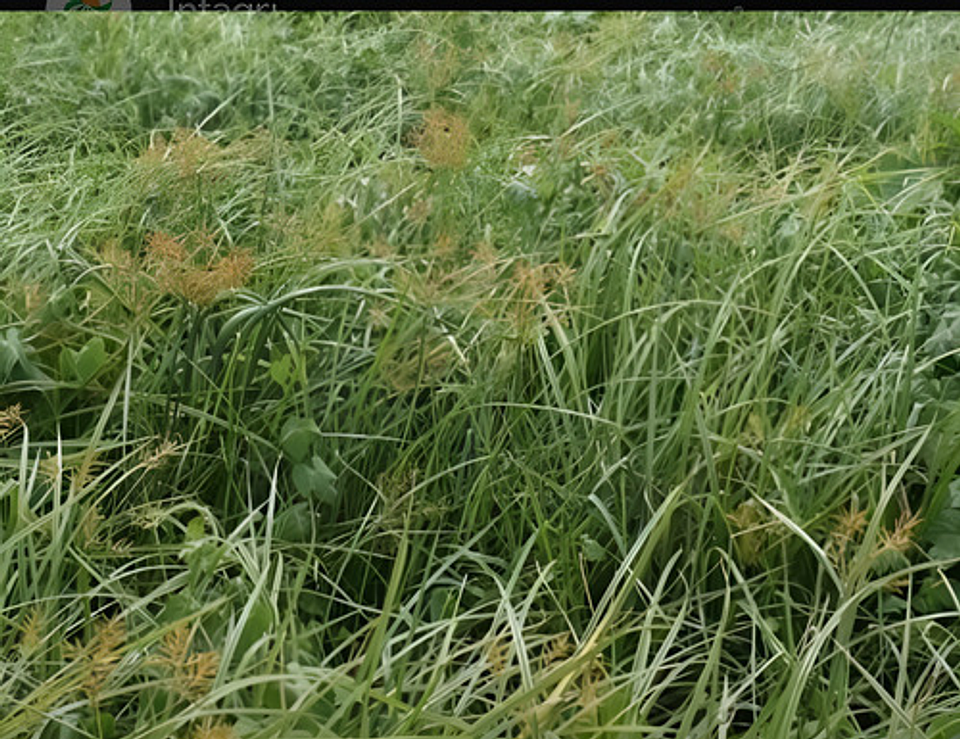 Tuttela Control Coquito Y Cortaderas Para 200litros X 100 Gr 5