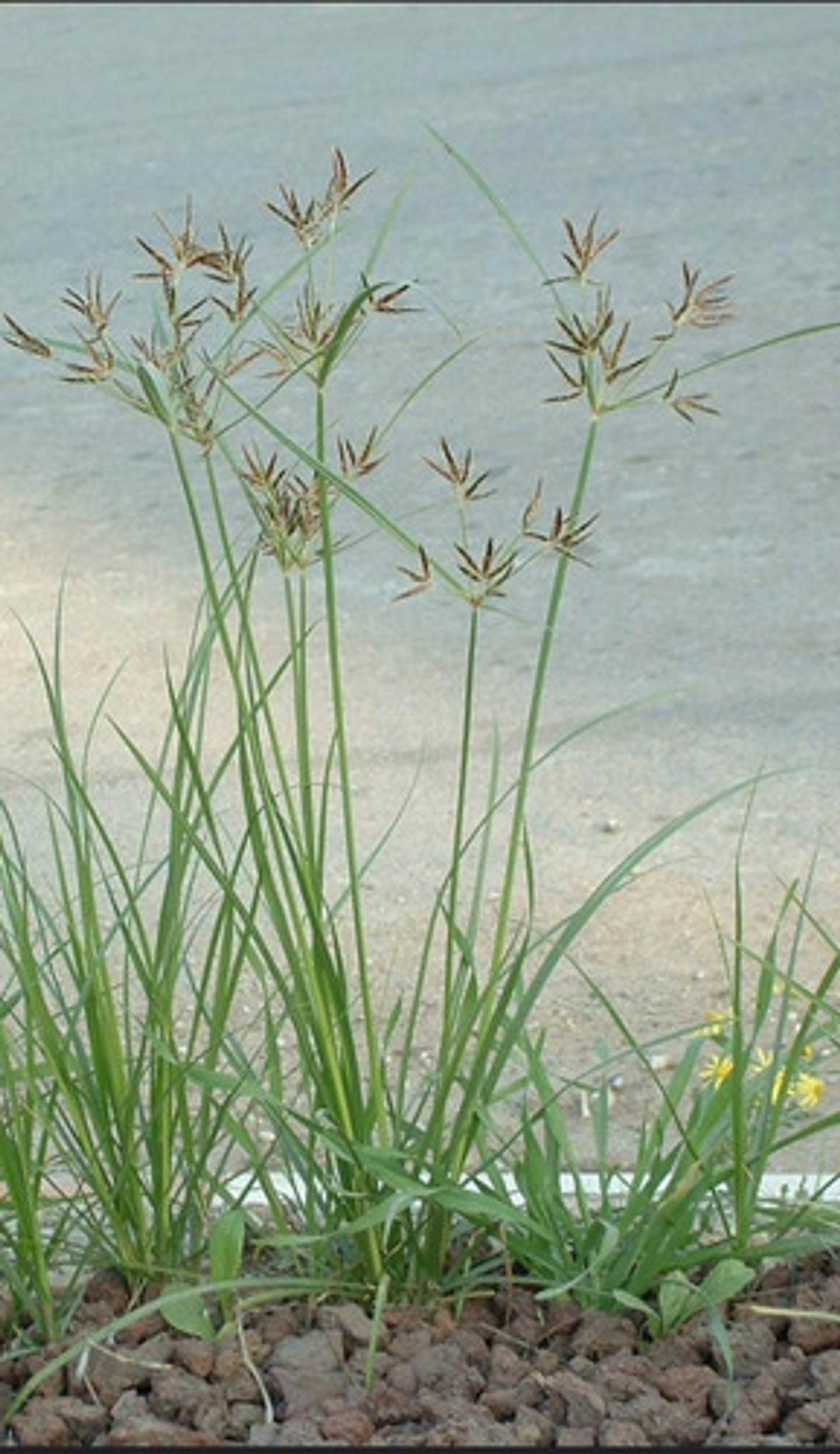 Tuttela Control Coquito Y Cortaderas Para 200litros X 100 Gr 6