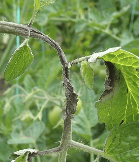 Fitoraz Bayer Control De Hongos En Cultivos X 500gr