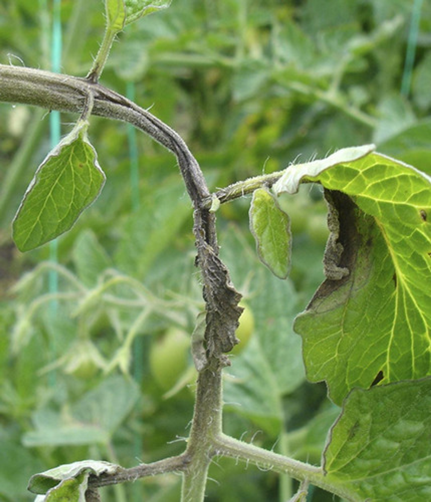 Fitoraz Bayer Control De Hongos En Cultivos X 500gr 2