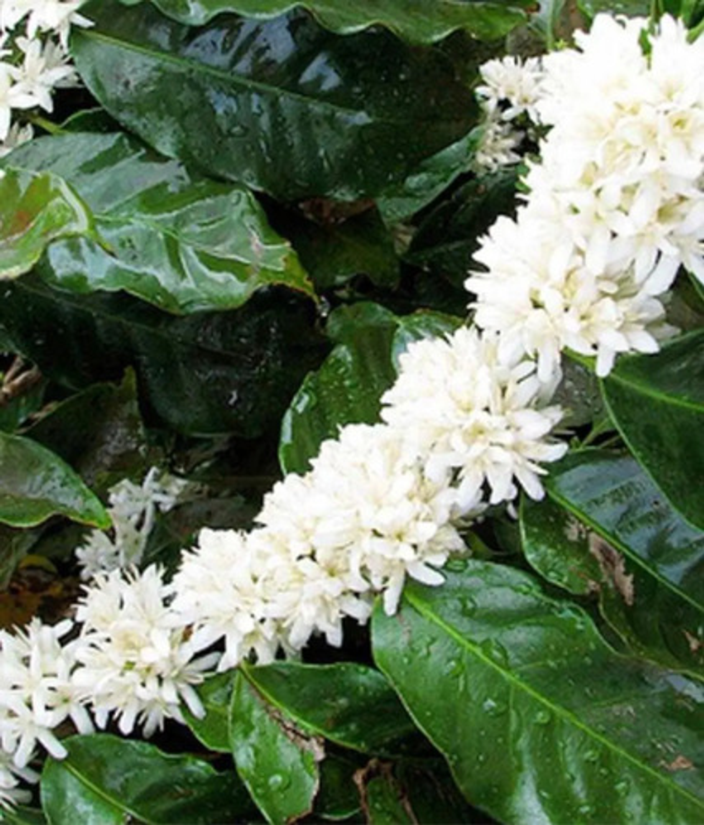 10-30-10 Fertilizante Foliar Jardin Cultivos 3