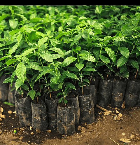 Bolsa Semillero Vivero 5x7pul (13cm Ancho X18cm Alto) 200uni