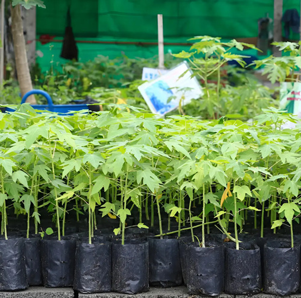 Bolsa Semillero Vivero 5x7pul (13cm Ancho X18cm Alto) 200uni 3