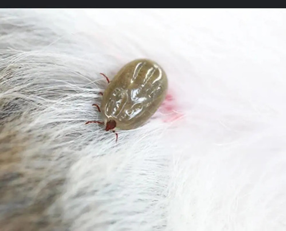 Amitraz Garrapaticida  X 20 Ml 3