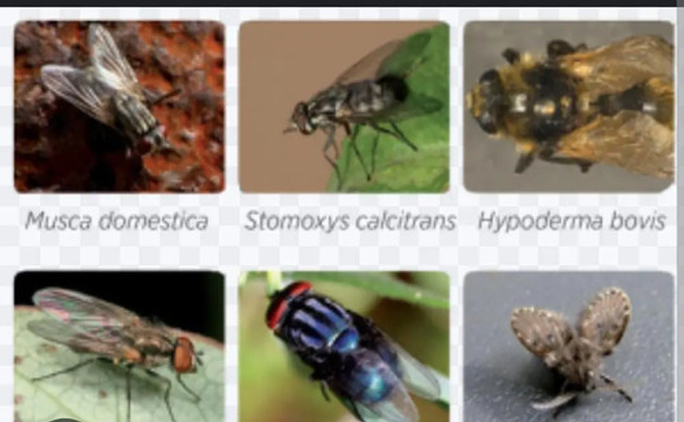 Amitraz Garrapaticida  X 20 Ml 6