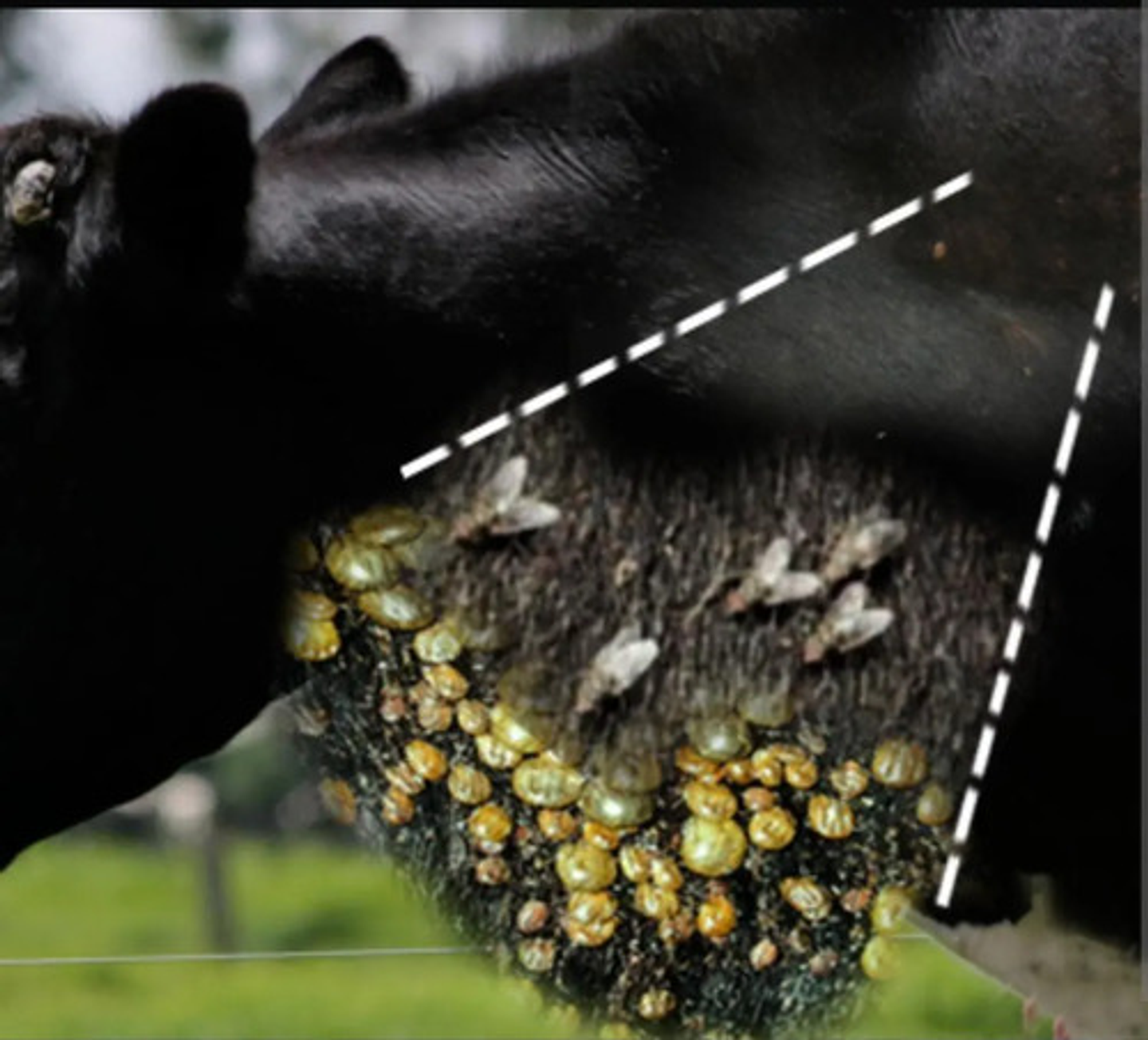 Amitraz Garrapaticida  X 20 Ml 7