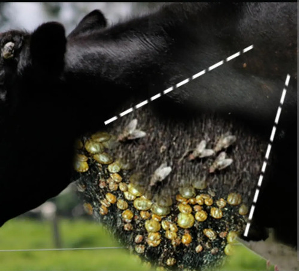 Amitraz Garrapaticida  X 20 Ml 7