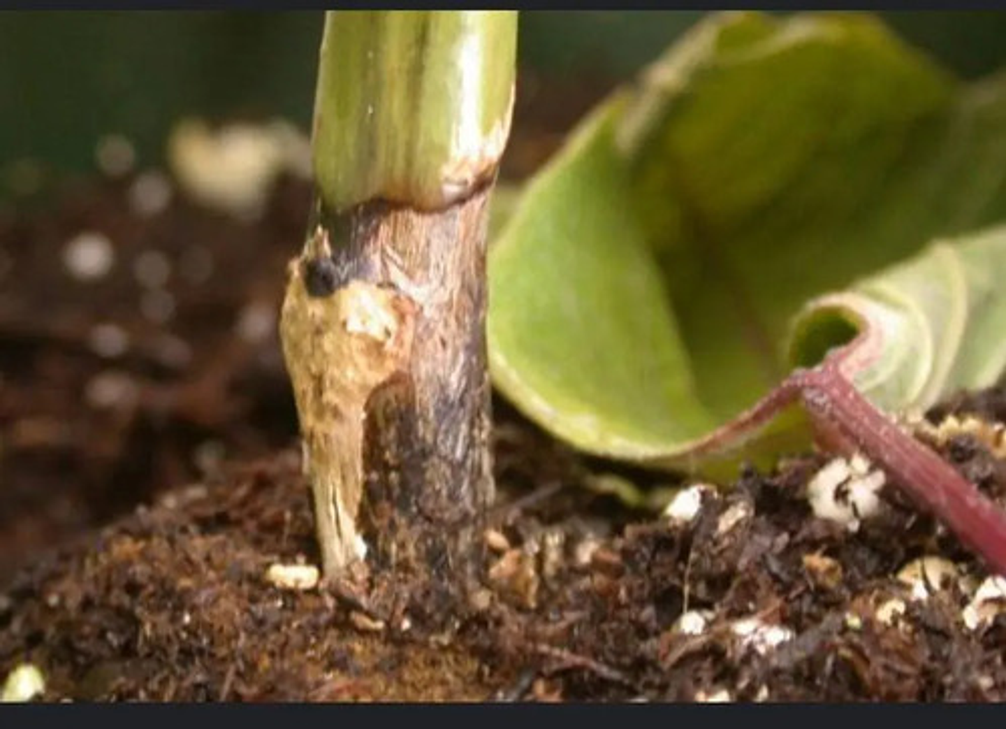 Ridomil Gold Control De Hongos Cultivos  X 375 Gr 7