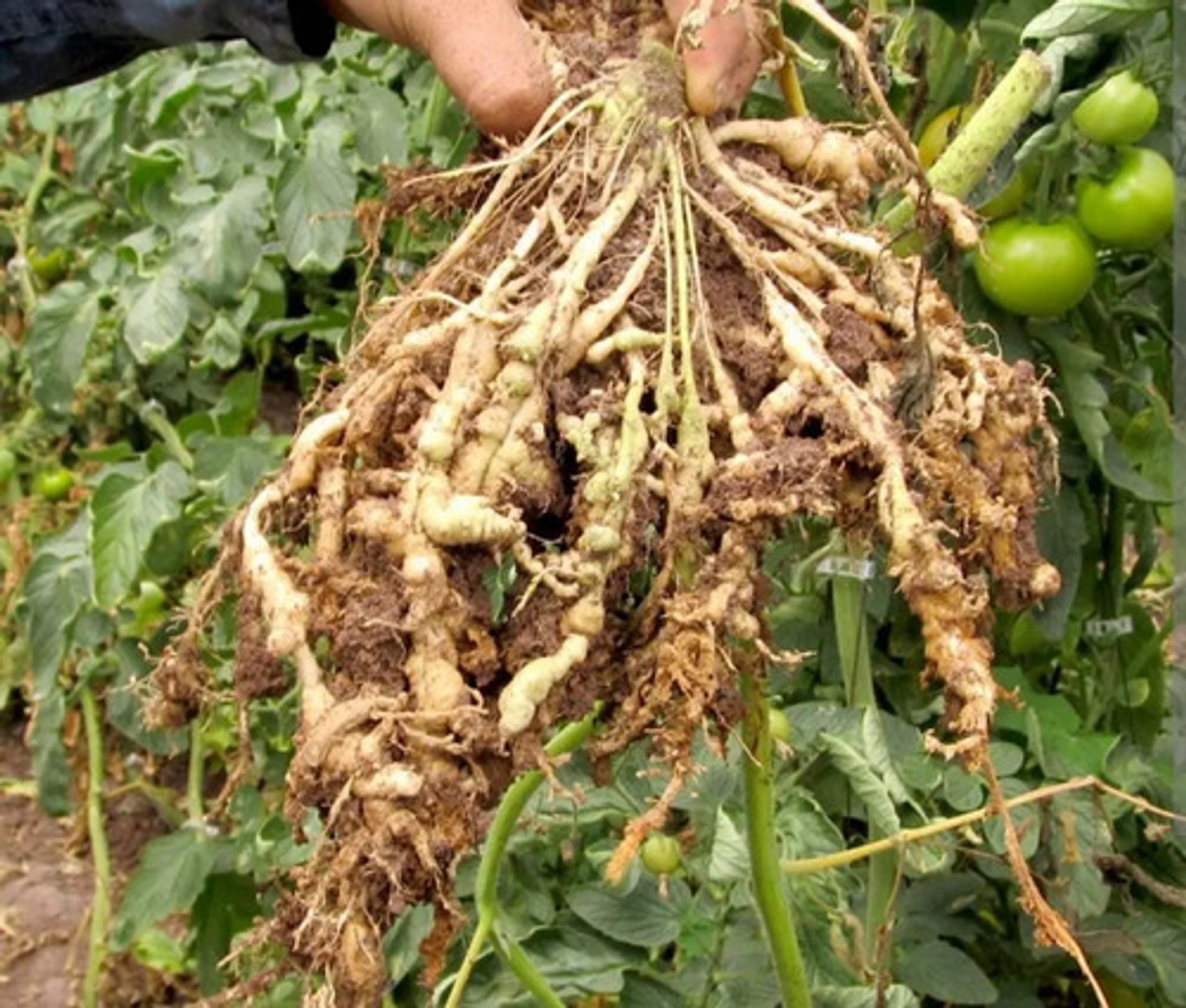 Verango Prime Bayer  Control Nematodos Frutales   X Litro 2