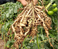 Verango Prime Bayer  Control Nematodos Frutales   X Litro - Miniatura 2