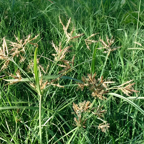 Tuttela Herbicida (Halosulfuron) | Control de Coquito y Cortaderas | 10g - 100g | Agrosamario 3