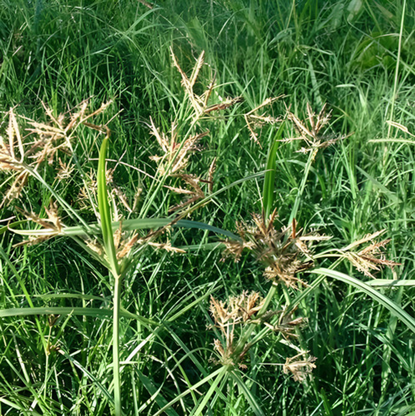 Tuttela Control Coquito Y Cortaderas Para 20 Litros X 10gr 3